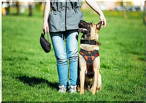 The differences between a well-behaved dog and a mediation dog