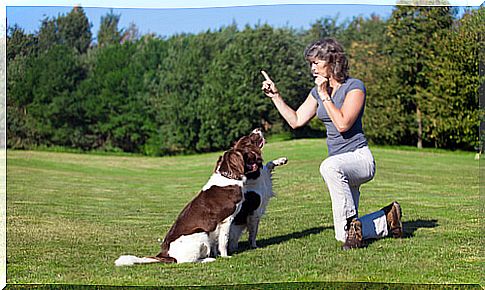 How to train a dog with a whistle