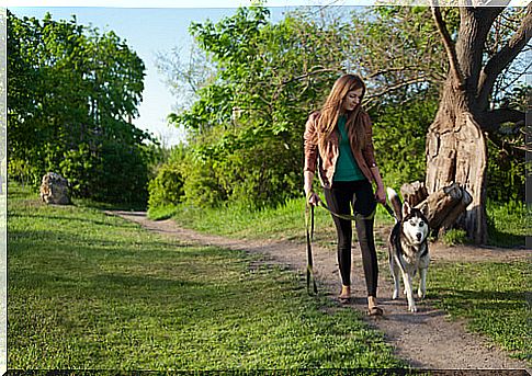 Dog walks down a lane