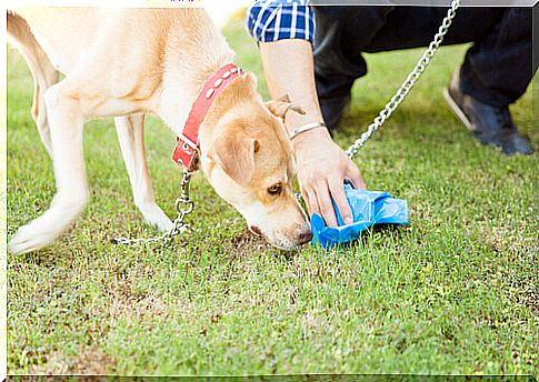 Fines for not collecting feces in Madrid