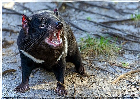 Tasmania wildlife