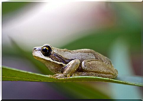 Tasmanian tree frog