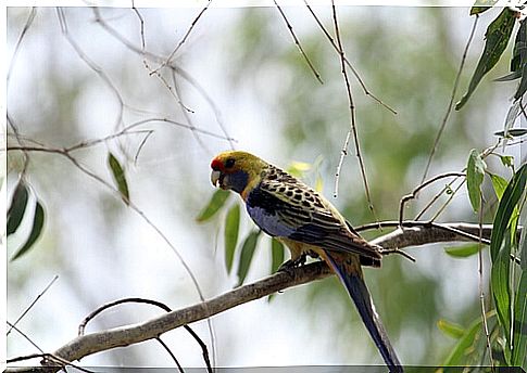 Tasmanian parakeet