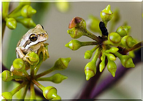 Tasmanian brown tree frog