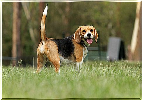 beagle dog