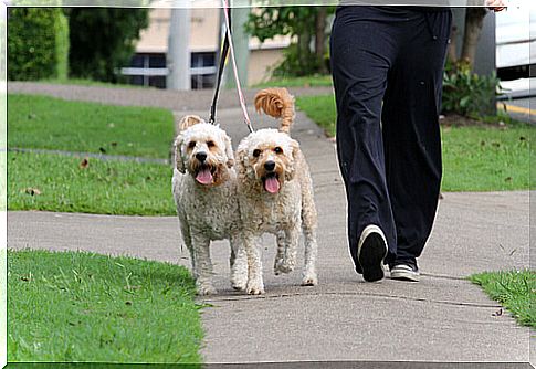 The first walks of the dog