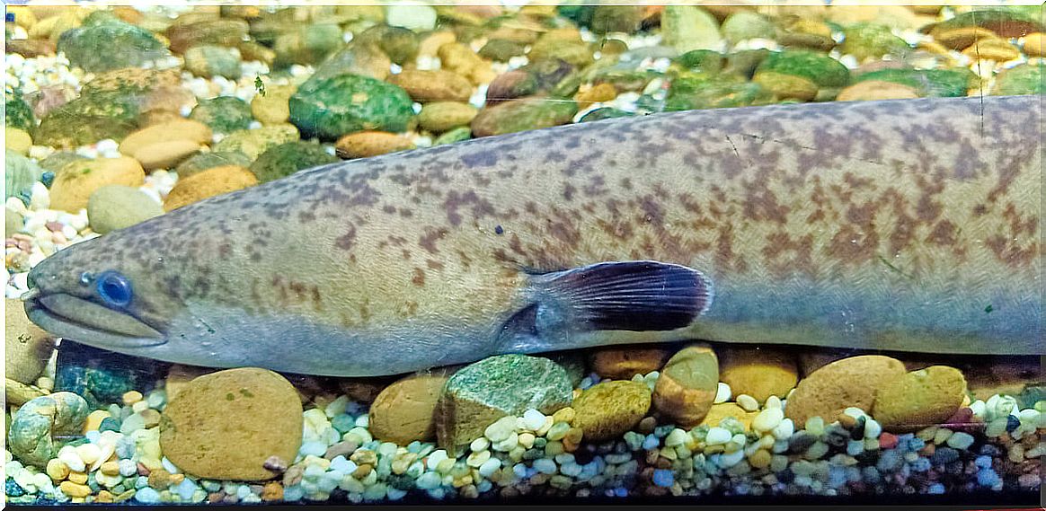 A gymnote in a fish tank.