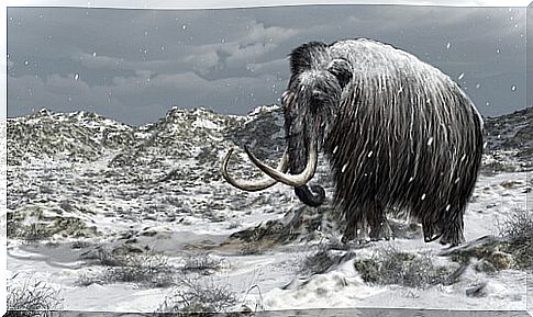 The history of the last mammoths