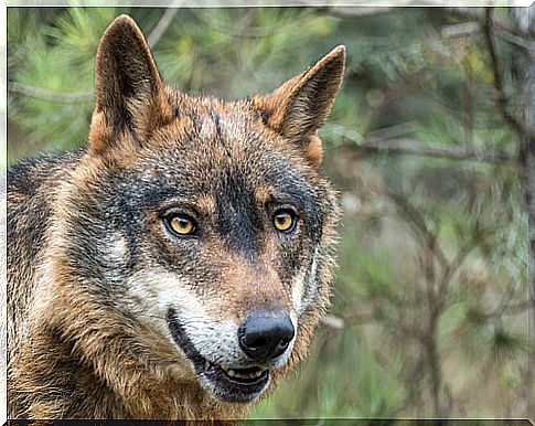 The Iberian wolf in danger of extinction