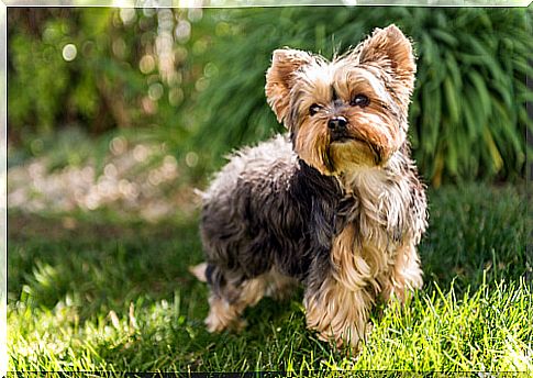 Dogs that do not cause allergies: yorkshire terrier