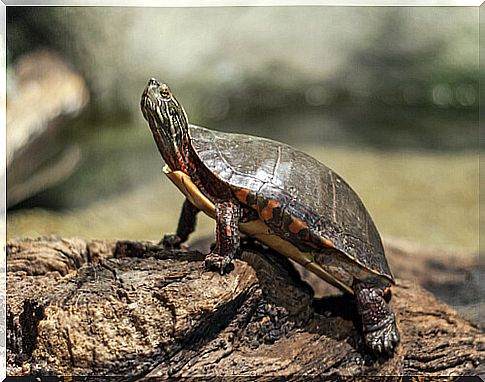 The importance of the sun for water turtles