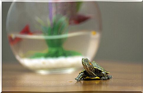 The turtle is one of the aquatic pets.