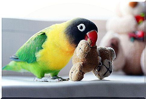 Having a lovebird as a pet