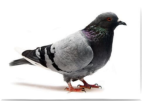 Domestic pigeon: characteristics