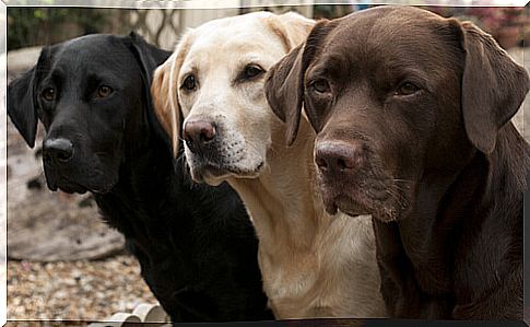 The labrador: know all the advantages of this breed of dog