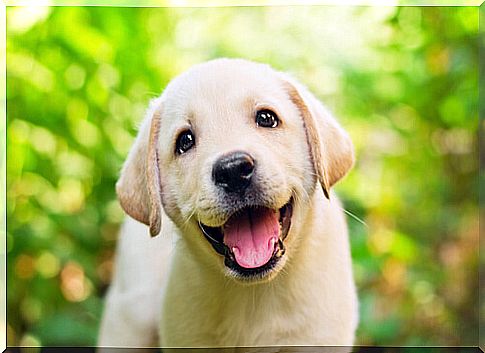 The Labrador Retriever is one of the best-known dog breeds in the world.