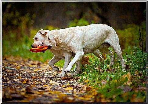 The Labrador is a breed of dog native to Newfoundland.