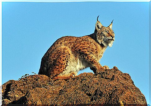 Lynx