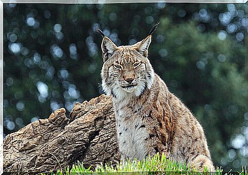 Lynx