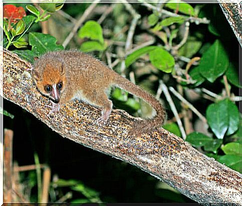 The microcebus: the smallest lemur in the world