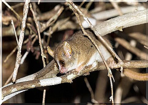 Berthe's mouse lemur (Microcebus berthae)