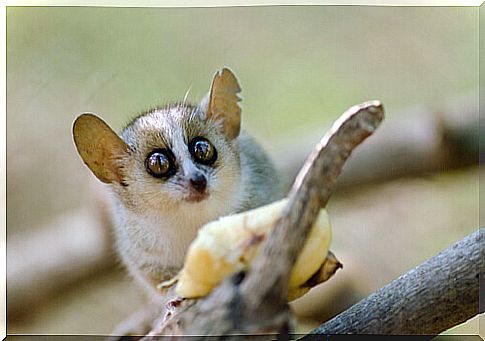 Arnhold's mouse lemur (Microcebus arnholdi)