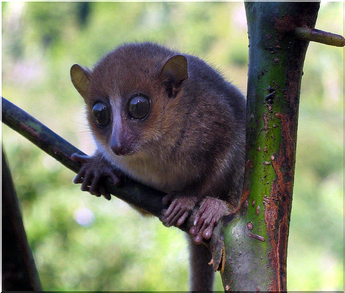 Lémur ratón de Gerp (Microcebus gerpi)