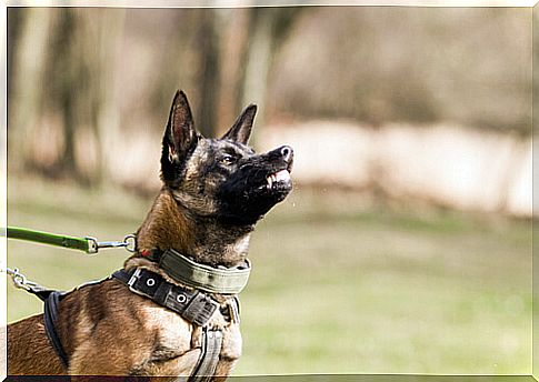 The military uses the training of dogs and reindeer in the Far North of Russia