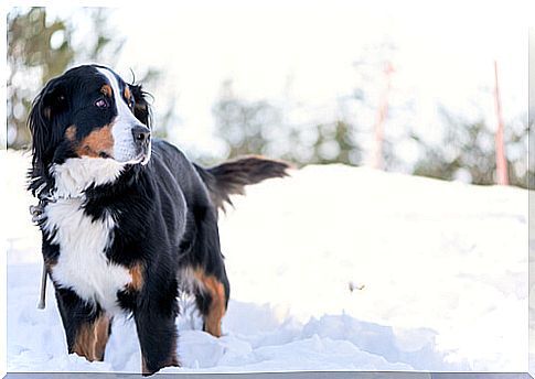 dog-in-snow