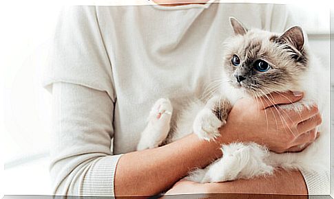 The most affectionate cat breeds