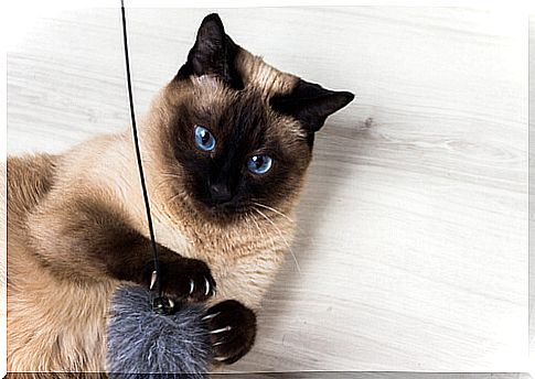 Siamese cat lying down.