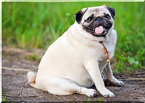 perro sano y feliz