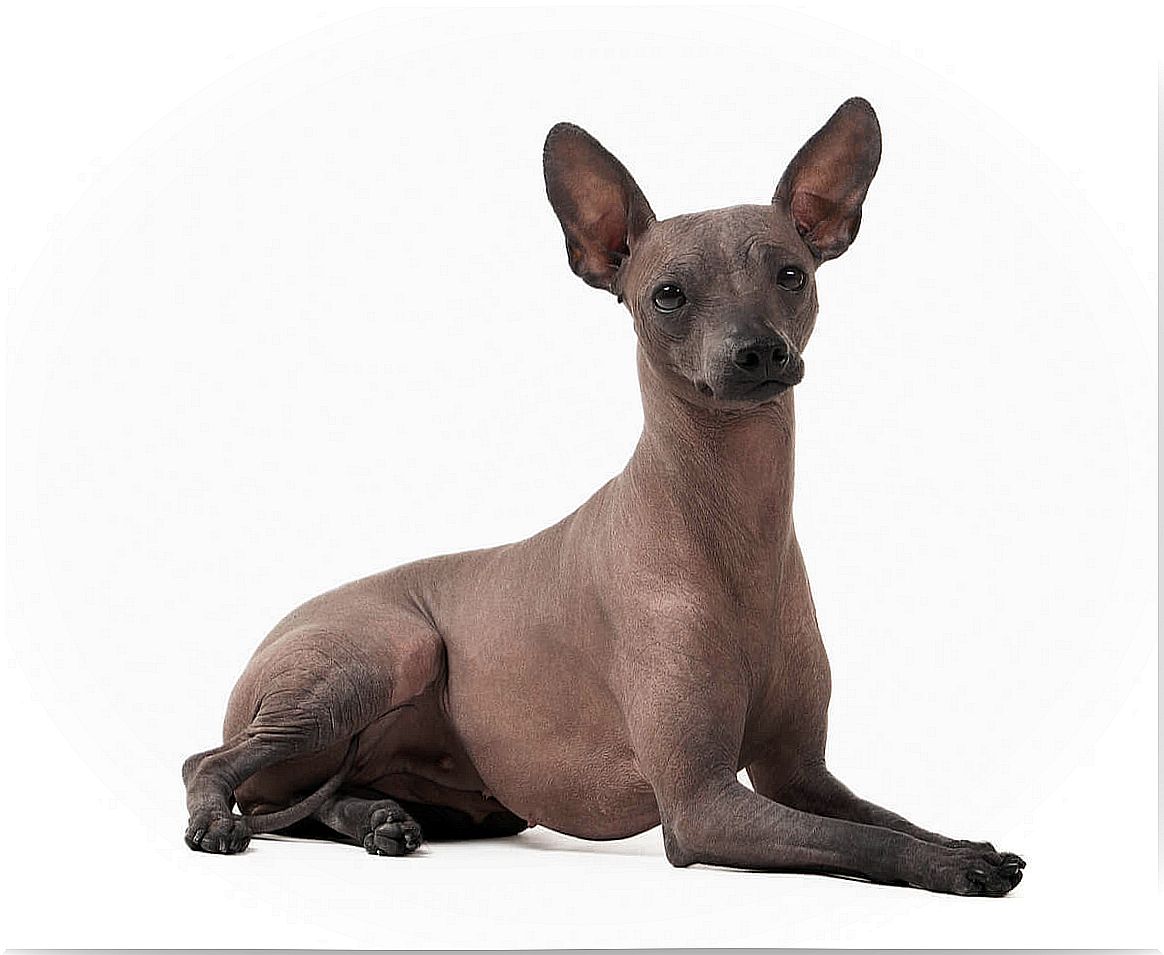 Un perro de raza xoloitzcuintle 