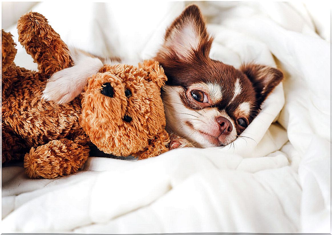 A chihuahua dog hugging a stuffed animal.