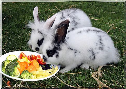 Rabbit food