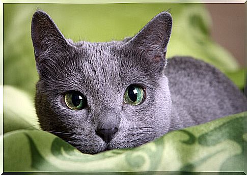 The Russian Blue Cat