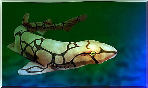 Drawing of a bioluminescent shark.