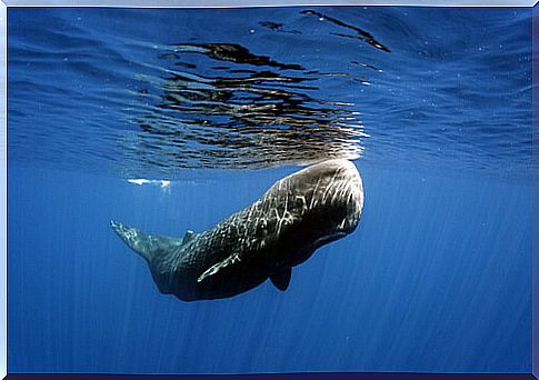 The sperm whale, king of the deep