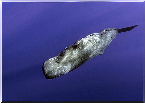 Sperm whale swimming