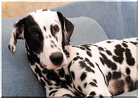 Dalmatian dog lying on the sofa