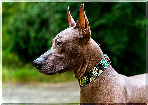 The xoloitzcuintle: everything you need to know