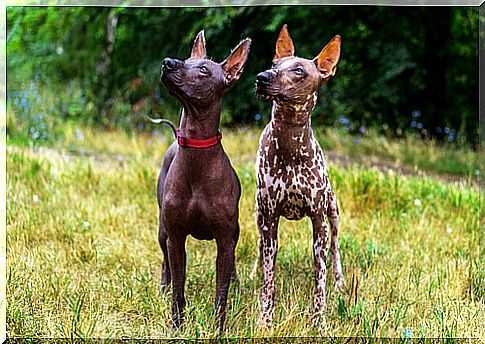 Xoloitzcuintle: couple