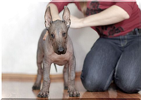 Xoloitzcuintle: care