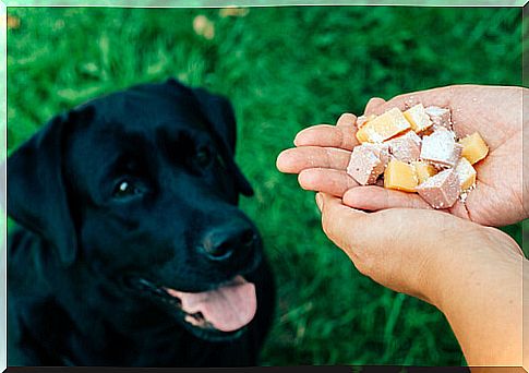 person feeds dog