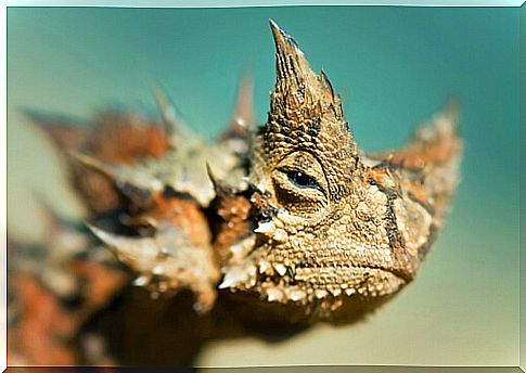 Thorny devil: information and characteristics