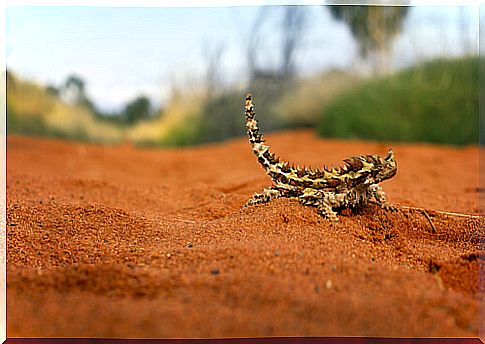 Thorny devil: habitat