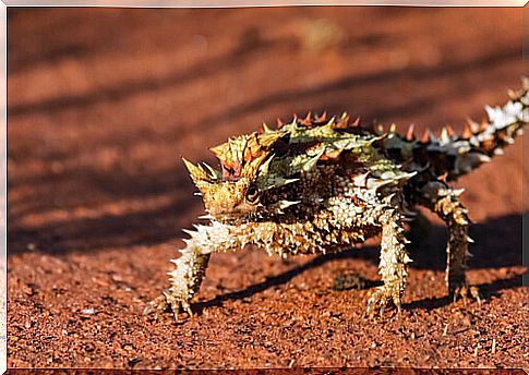 Thorny devil: reproduction