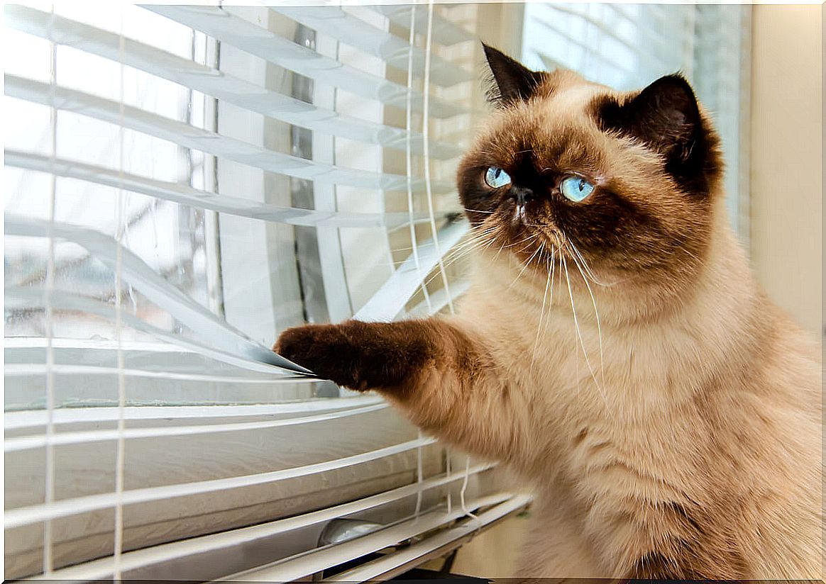 A cat looking out the window.