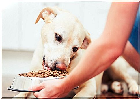 Tips for before and after feeding the dog