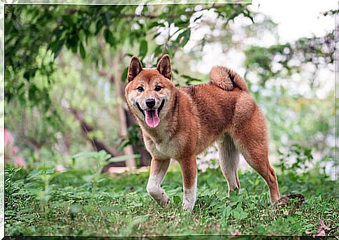 Tips for raising a Shiba Inu